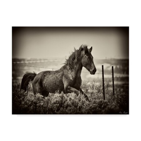 Trademark Fine Art David Drost 'Running Horse' Canvas Art, 18x24 WAG03166-C1824GG